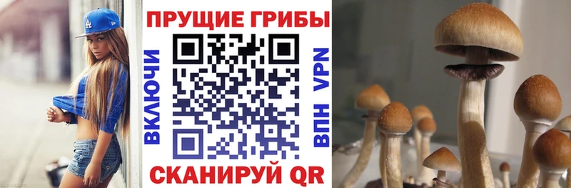 Купить где  Ершов  Псилоцибиновые грибы Cubensis 